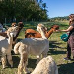 Karen Byram feeds her herd of alpacas at Alpacas De La Patagonia in Camano, Washington. Visiting guests have the opportunity to meet and feed some of the animals on the farm. Ryan Berry / Everett Herald photo