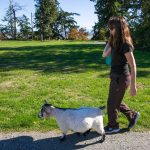 Karen Byram and Penny the pygmy goat head out to the alpaca pasture at Alpacas De La Patagonia in Camano, Washington. Penny has free rein on the property and is a popular part of the experience. Ryan Berry / Everett Herald photo