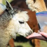 Visiting with a resident alpaca at Alpacas De La Patagonia in Camano, Washington. Ryan Berry / Everett Herald photo