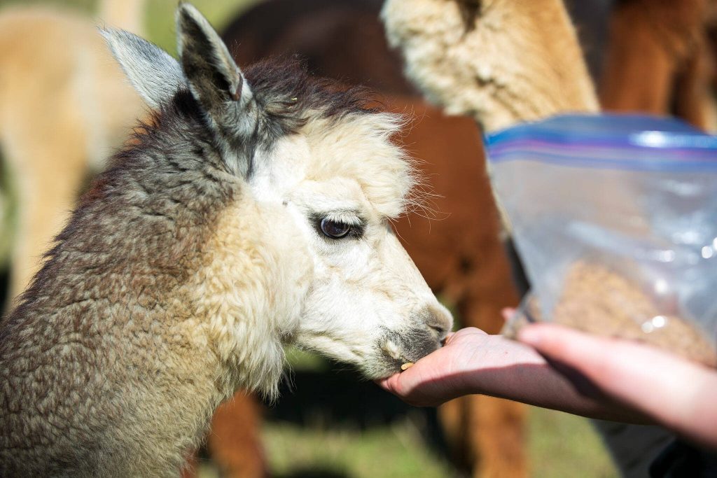 Visiting with a resident alpaca at Alpacas De La Patagonia in Camano, Washington. Ryan Berry / Everett Herald photo