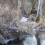 A figure known as the Lake Stevens Bigfoot sits among trees and along a stream on Lundeen Parkway in Lake Stevens, Washington on Sunday, Jan. 14, 2024. (Annie Barker / The Herald)