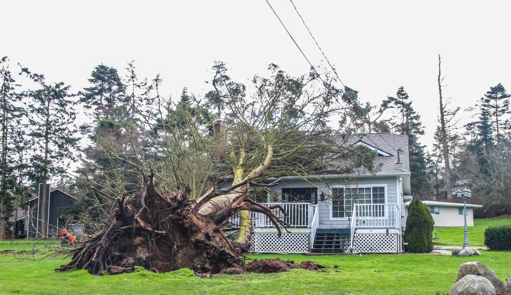 Lionel Peoples and his parents were in the living room when a 250 feet Douglas fir crashed onto their home Tuesday. (Luisa Loi / Whidbey News Times)