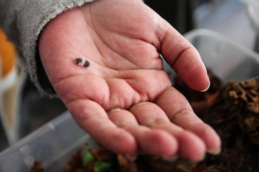 Narissa Jackson holds a panda king, her favorite isopod. (Photo by Luisa Loi)
