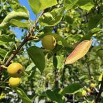 Pears grow on trees at Sunnyside Nursery in Marysville. (Sunnyside Nursery)