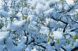Toward the end of February, the bare branches of spike winterhazel hang with inch-long clusters of bright yellow flowers that glow like little lanterns. (Great Plant Picks)