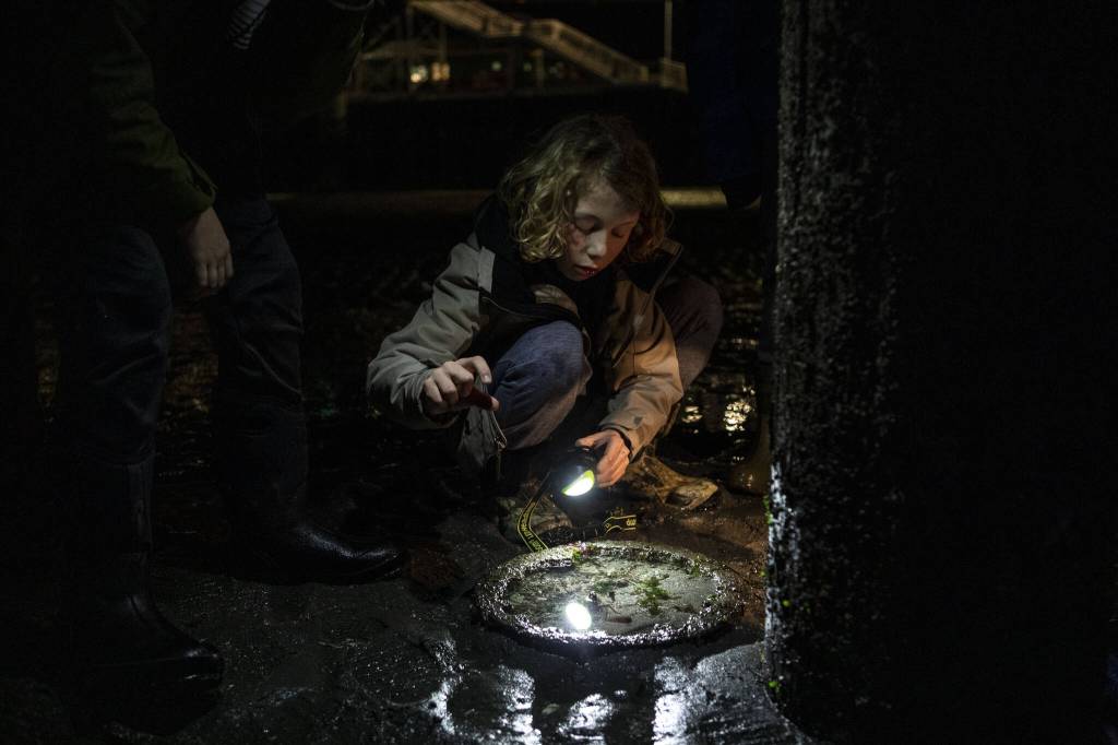 Everest Ambrey, 8, finds a shrimp and looks for other ocean creatures during the Starlight Beach Walk on Tuesday, Feb. 6, 2024 near the Olympic Beach Visitor Station in Edmonds, Washington. (Annie Barker / The Herald)