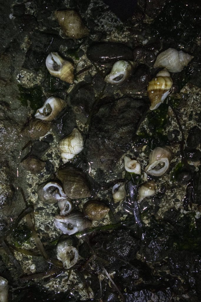 Crabs are spotted in their shells during the Starlight Beach Walk on Tuesday, Feb. 6, 2024 near the Olympic Beach Visitor Station in Edmonds, Washington. (Annie Barker / The Herald)