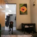 Harley, a drug-sniffing dog on the Mountlake Terrace Police force, enters the soft room at the Mountlake Terrace Police Department on Tuesday, Jan. 30, 2024, in Mountlake Terrace, Washington. (Ryan Berry / The Herald)