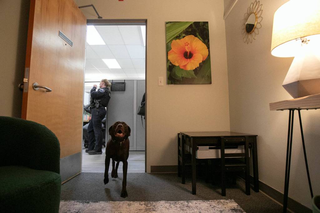Harley, a drug-sniffing dog on the Mountlake Terrace Police force, enters the soft room at the Mountlake Terrace Police Department on Tuesday, Jan. 30, 2024, in Mountlake Terrace, Washington. (Ryan Berry / The Herald)