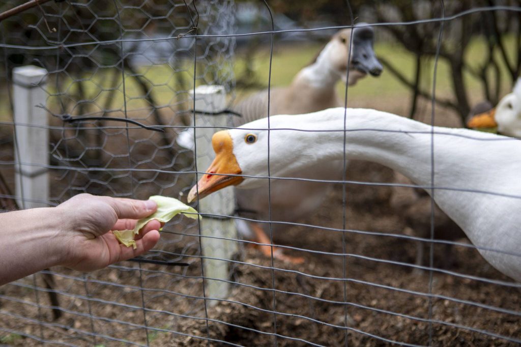 Ryan Carlson feeds Betty the goose outside his home in Everett. (Annie Barker / The Herald)