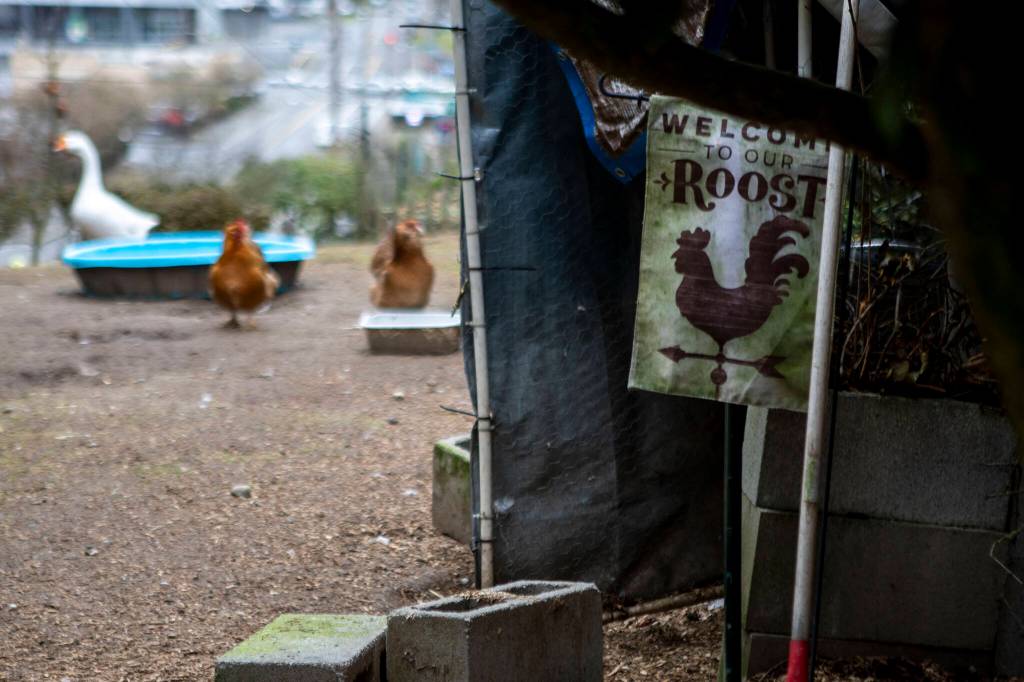 Geese and chickens roam outside. (Annie Barker / The Herald)