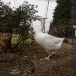 Ryan Carlson’s goose Bubba honks at cars outside his home on Monday Feb. 5, 2024 in Everett, Washington. (Annie Barker / The Herald)