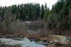 A cliff above the Pilchuck River shows signs of erosion Friday, Feb. 9, 2024, in Lake Stevens, Washington. Lake Connor Park sits atop the cliff. (Ryan Berry / The Herald)
