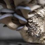 Blue Oyster mushrooms grow at Nathanael Engens property in Everett, Washington on Monday, March 27, 2023. Engen describes his business as cultivating mushrooms, and healthy communities. (Annie Barker / The Herald)