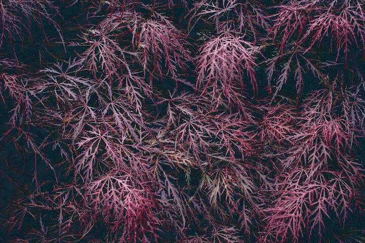 This weeping laceleaf Japanese maple boasts deep red foliage. (Getty Images)