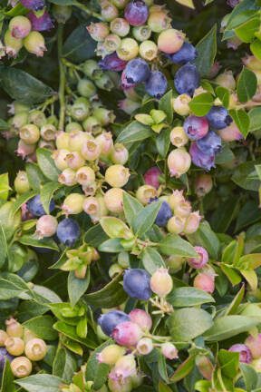 The Bountiful Baby variety of blueberries is a tidy dwarf hybrid. (Sunnyside Nursery)
