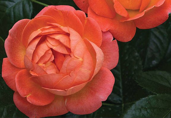 The Orange Glow rose from Knockout Roses. (Knockout Roses via Sunnyside Nursery)