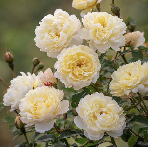 The Nye Bevan rose from David Austin Roses. (David Austin Roses via Sunnyside Nursery)