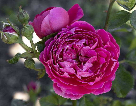 The PowerPuff Pink rose from Star Roses and Plants. (Star Roses and Plants via Sunnyside Nursery)