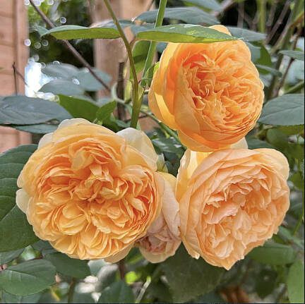 The Bring Me Sunshine rose from David Austin Roses. (David Austin Roses via Sunnyside Nursery)