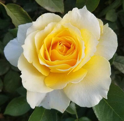 The Quest for Zest rose from Weeks Roses. (Weeks Roses via Sunnyside Nursery)