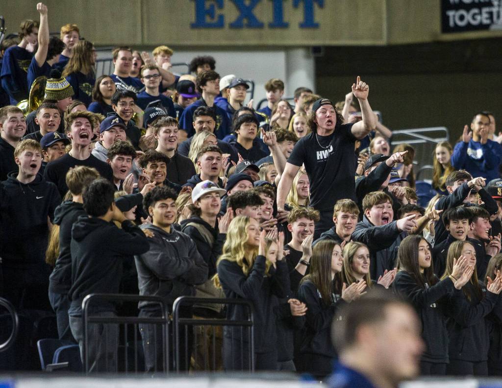 Arlington fans cheer on the team during the 3A boys state basketball game against Garfield on Wednesday, Feb. 28, 2024 in Tacoma, Washington. (Olivia Vanni / The Herald)