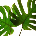 A giant monstera greets visitors at Houseplants Galore on Friday, Jan. 12, 2024, in Everett, Washington. (Ryan Berry / The Herald)