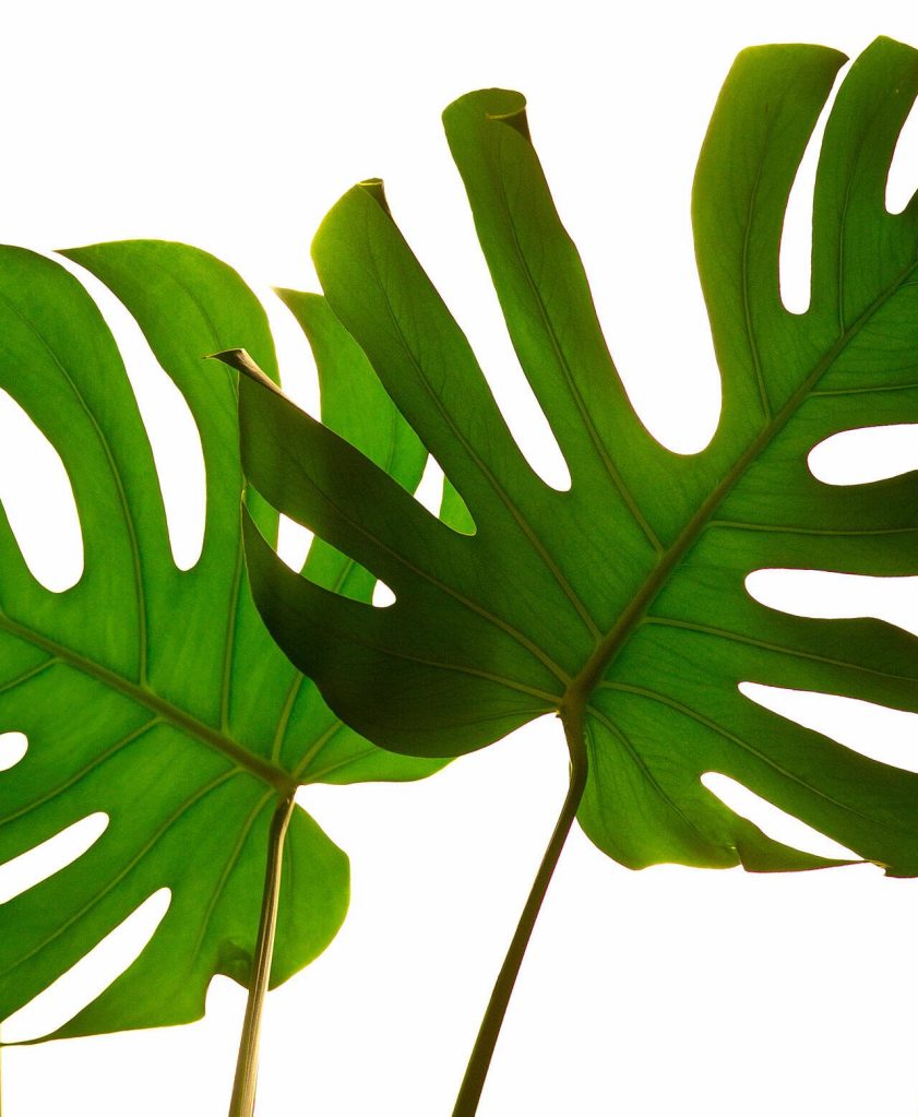 A giant monstera greets visitors at Houseplants Galore on Friday, Jan. 12, 2024, in Everett, Washington. (Ryan Berry / The Herald)