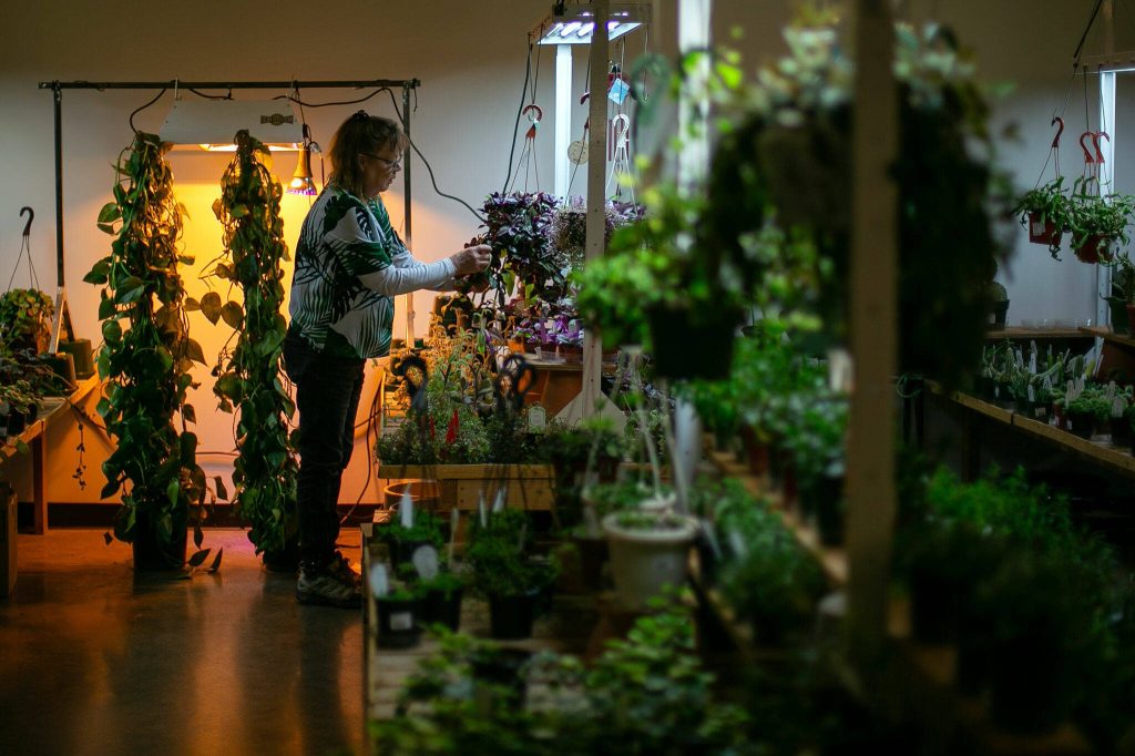 Carrie Compton clips leaves from the plants for sale at Houseplants Galore on Friday, Jan. 12, 2024, in Everett, Washington. (Ryan Berry / The Herald)