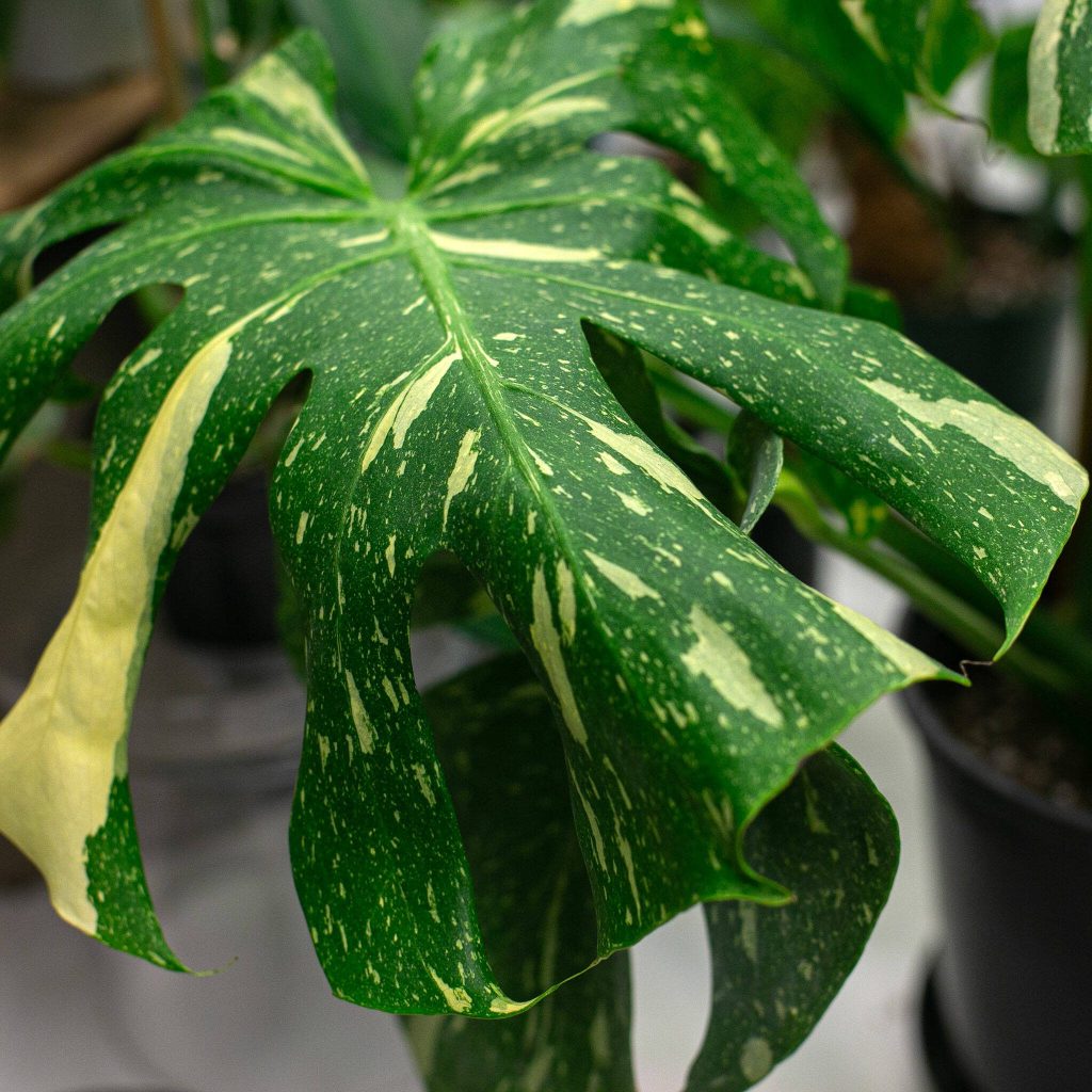 A Thai Constellation monstera deliciosa at Houseplants Galore on Friday, Jan. 12, 2024, in Everett, Washington. (Ryan Berry / The Herald)
