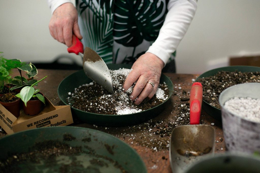 Carrie Compton repots a few plants for a customer at Houseplants Galore on Friday, Jan. 12, 2024, in Everett, Washington. (Ryan Berry / The Herald)
