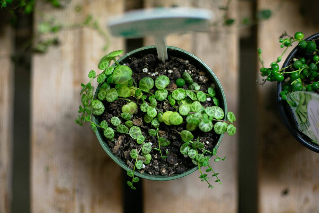 A string of turtles plant at Houseplants Galore on Friday, Jan. 12, 2024, in Everett, Washington. (Ryan Berry / The Herald)