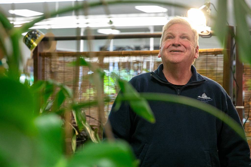 Steve Compton looks up at one of the largest plants at his store, a monstera, at Houseplants Galore on Friday, Jan. 12, 2024, in Everett, Washington. (Ryan Berry / The Herald)