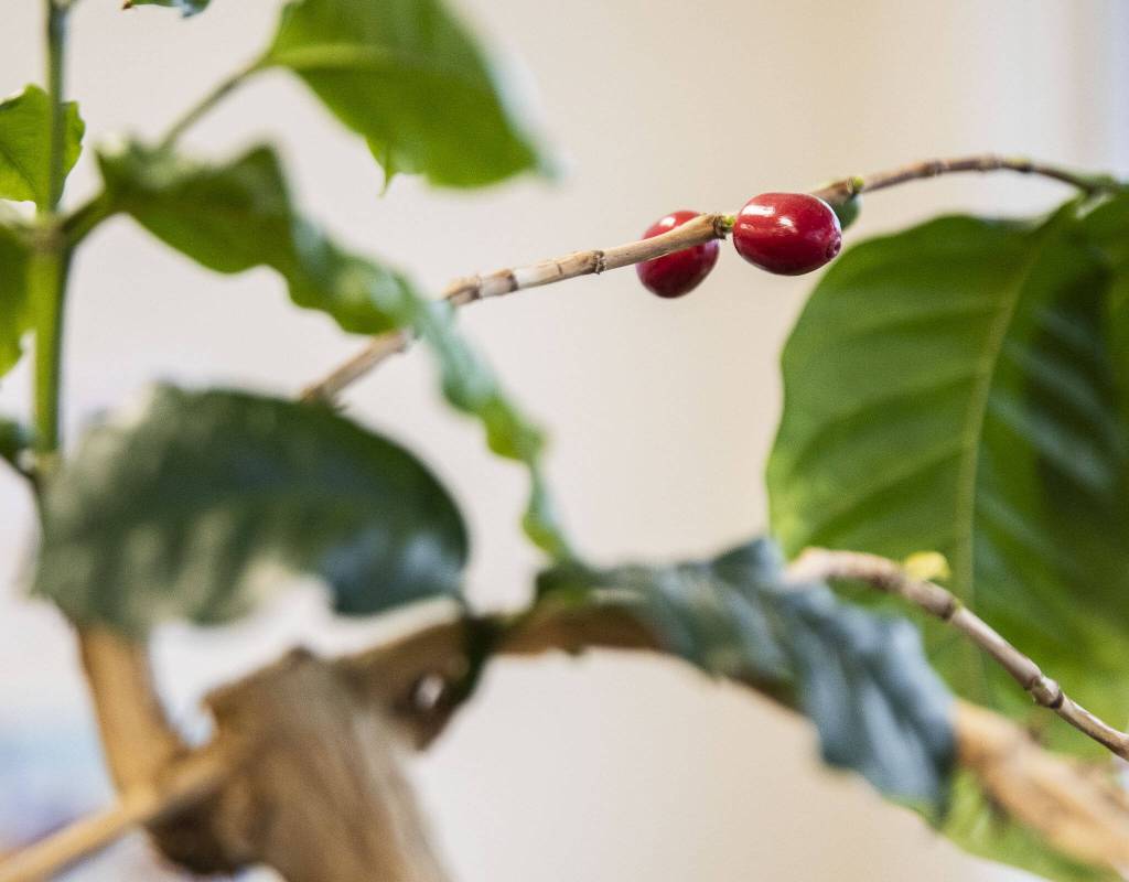 Two coffee berries grow on a coffee plant at Vista Clara Coffee on Tuesday, Jan. 9, 2024 in Snohomish, Washington. (Olivia Vanni / The Herald)