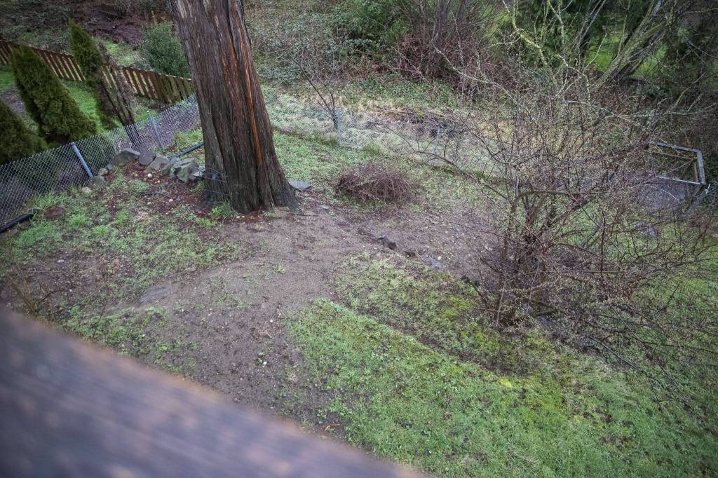A portion of Harper’s backyard that had to be dug up to access the septic tank on Thursday, Feb. 29, 2024 in Everett, Washington. (Olivia Vanni / The Herald)