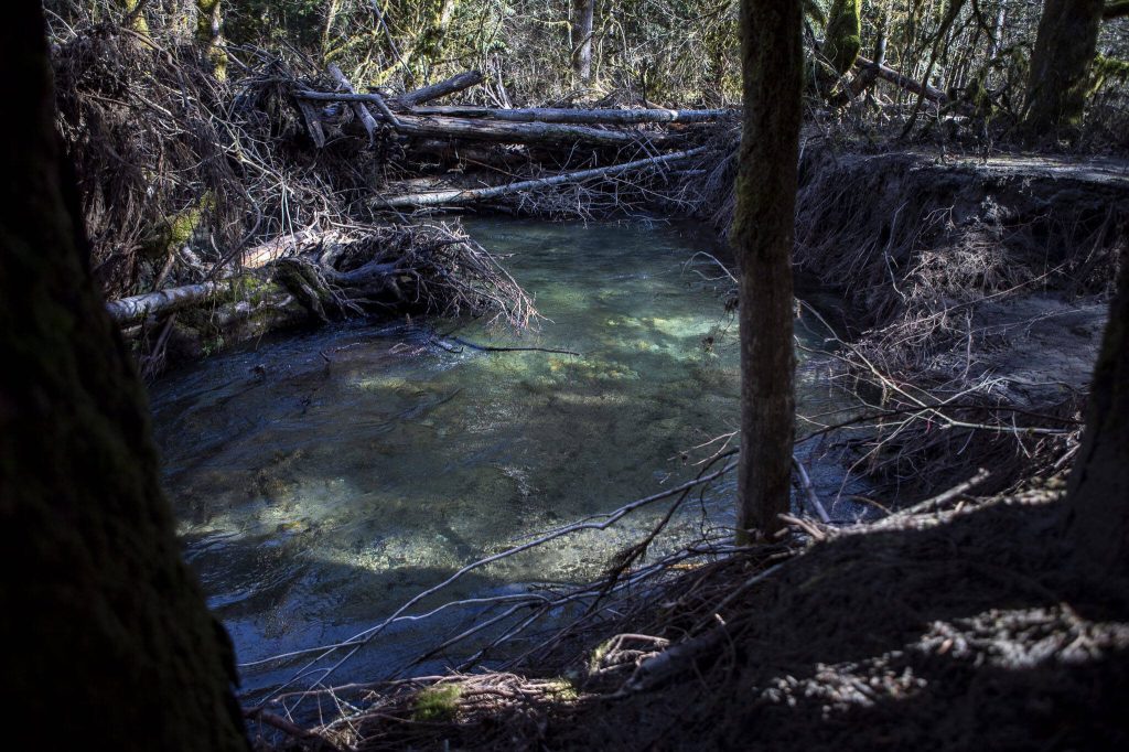 The Sauk River runs near the site of a future park near the corner of Alvord Street and Petty Avenue on Thursday, March 7, 2024, in Darrington, Washington. (Annie Barker / The Herald)