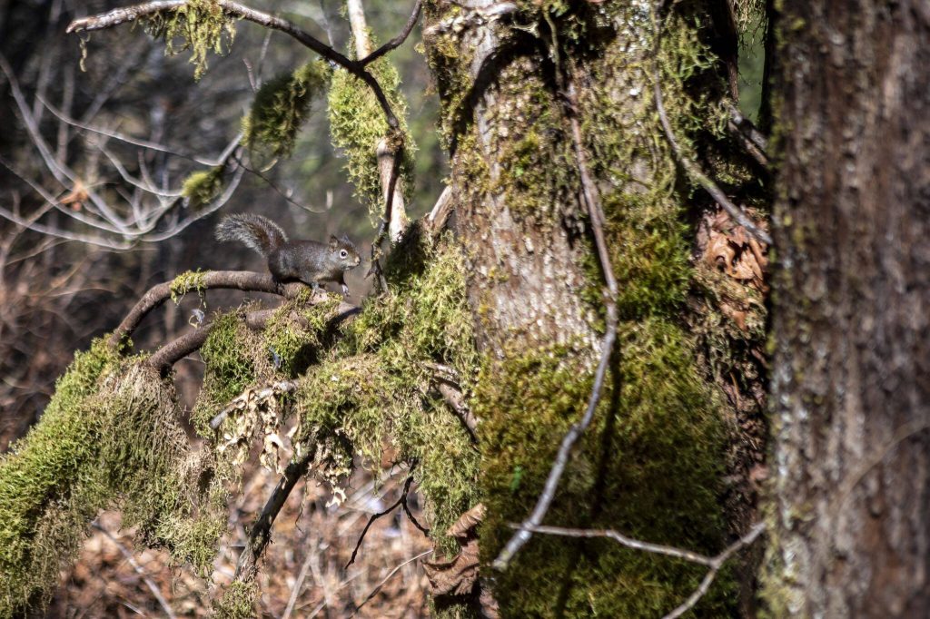 A squirrel runs at the site of a future park near the corner of Alvord Street and Petty Avenue on Thursday, March 7, 2024, in Darrington, Washington. (Annie Barker / The Herald)