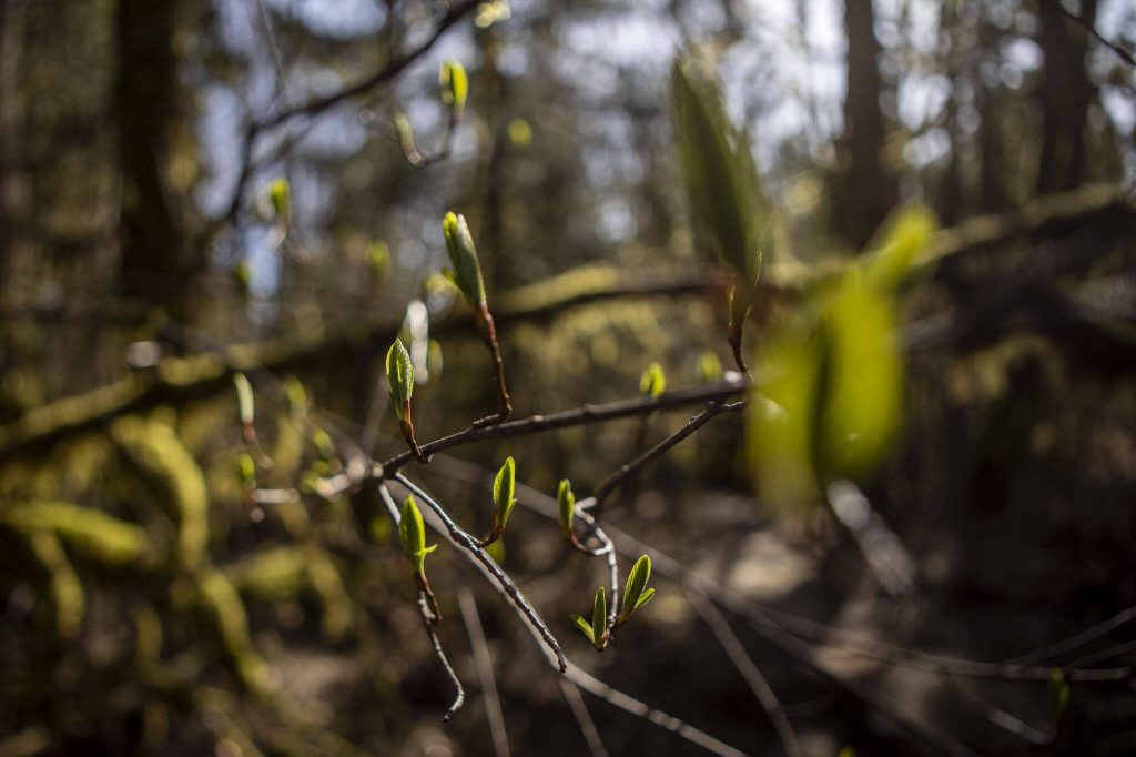 Trees bud at the site of a future park near the corner of Alvord Street and Petty Avenue on Thursday, March 7, 2024, in Darrington, Washington. (Annie Barker / The Herald)