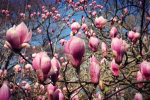 Pink saucer magnolia or Magnolia soulangeana buds start to flower in the sunlight, early spring
