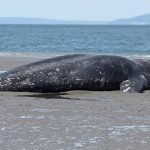Michael Major, of Stanwood, takes a photo with a 43-foot dead gray whale that washed ashore near Harborview Park on Monday, May 6, 2019 in Everett, Wash. The dead whale washed ashore Sunday. This is the 13th gray whale to wash ashore in Washington this year. (Andy Bronson / The Herald)