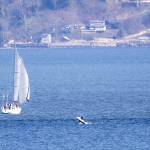 An orca whale breaches on Monday, March 18, 2024 near Sandy Point in Langley, Washington. (Annie Barker / The Herald)