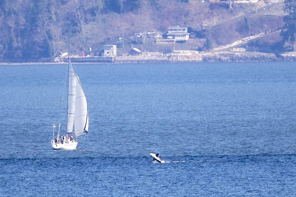 An orca whale breaches on Monday, March 18, 2024 near Sandy Point in Langley, Washington. (Annie Barker / The Herald)