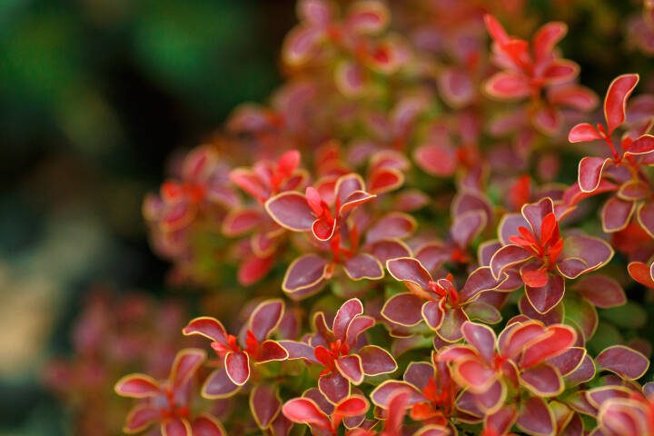 The heat of the summer adds a yellow leaf margin before Golden Ruby turns brilliant orange to brick red in the fall. (Getty Images)