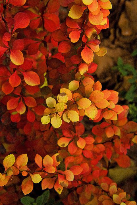 Golden Nugget foliage turns a nice orangey-red in the fall after being bright yellow with a touch of orange in spring and summer. (Getty Images)