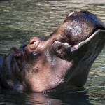 Lily enjoying the water in Woodland Park Zoos hippo habitat. (Dennis Dow/Woodland Park Zoo)