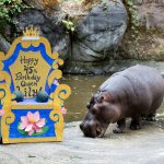Lily the hippo in Woodland Park Zoo's hippo habitat. (Dennis Dow/Woodland Park Zoo)