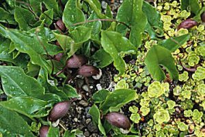 (Judy Newton / Great Plant Picks)