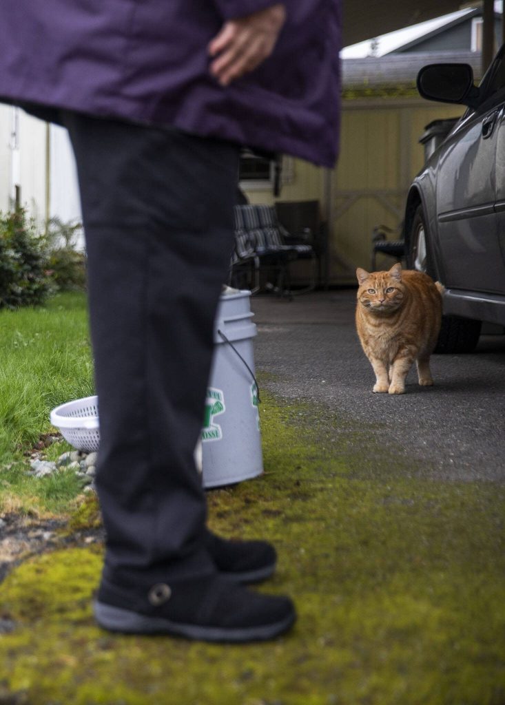 Morris, a cat of Royalwood Estates Mobile Home Park resident Elna Olson wanders around her home on Monday, March 11, 2024 in Lynnwood, Washington. (Olivia Vanni / The Herald)