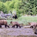 A female grizzly and her two cubs roam near a forest in coastal British Columbia in 2017. (Photo by Paul Paquet)