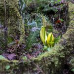 Skunk cabbage, a plant eaten by black bears, grows at Rockport State Park on Wednesday, April 3, 2024 in Rockport, Washington. (Annie Barker / The Herald)